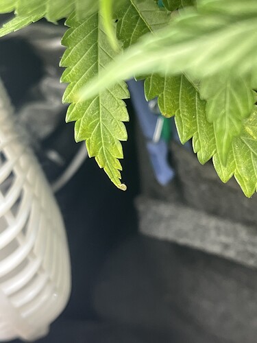 Growreport Bild 7