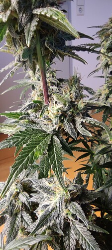 Growreport Bild 49