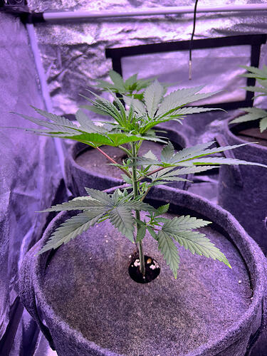 Eine junge Cannabis-Pflanze in einem Stofftopf in einem Growzelt unter LED-Beleuchtung.