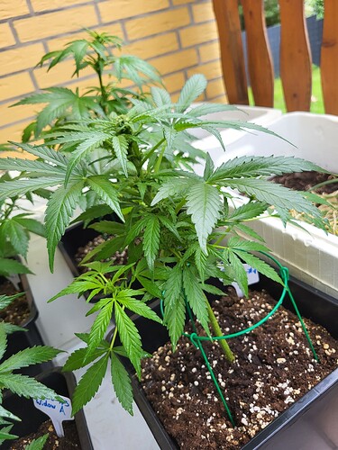 Growreport Bild 17