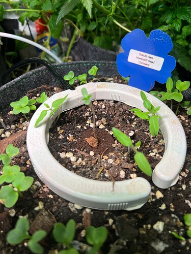 Growreport Bild 57