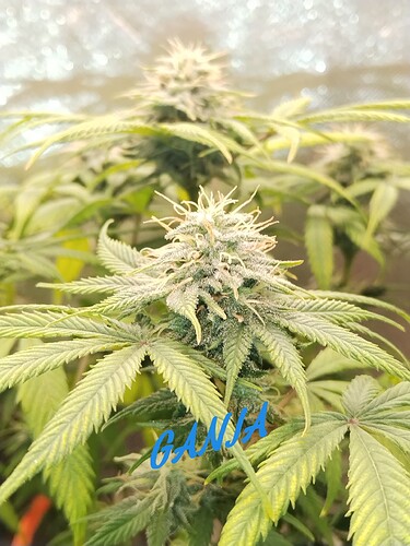 Growreport Bild 2
