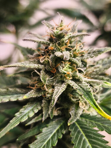 Growreport Bild 2