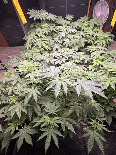 Growreport Bild 1