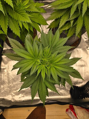 Growreport Bild 12