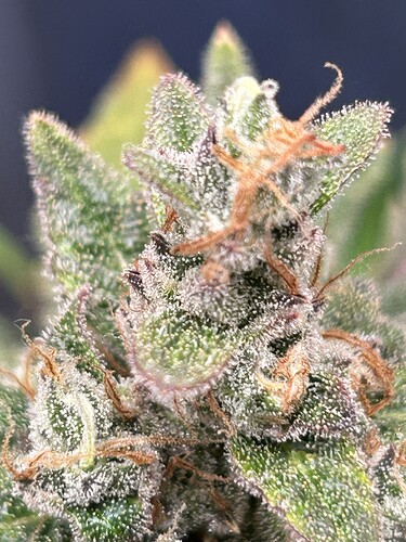 Growreport Bild 2