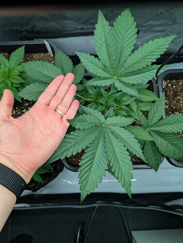 Growreport Bild 15