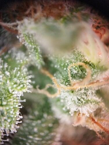 Growreport Bild 48