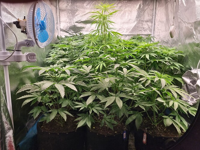 Mehrere Cannabis-Pflanzen im Wuchsstadium in einem Growzelt, mit einem Ventilator im Vordergrund links.