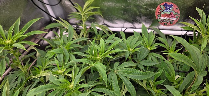 Growreport Bild 42