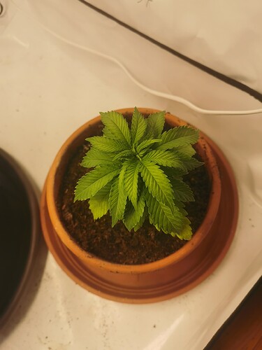 Growreport Bild 3