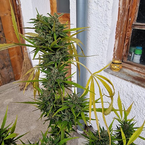 Growreport Bild 8