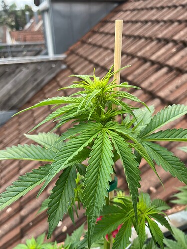 Growreport Bild 3
