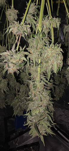 Growreport Bild 44