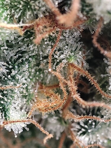 Growreport Bild 63