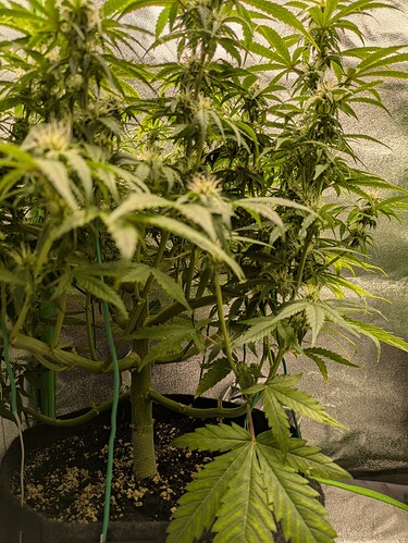Growreport Bild 18