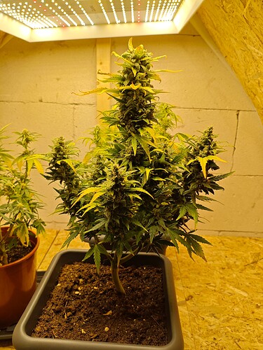 Growreport Bild 1