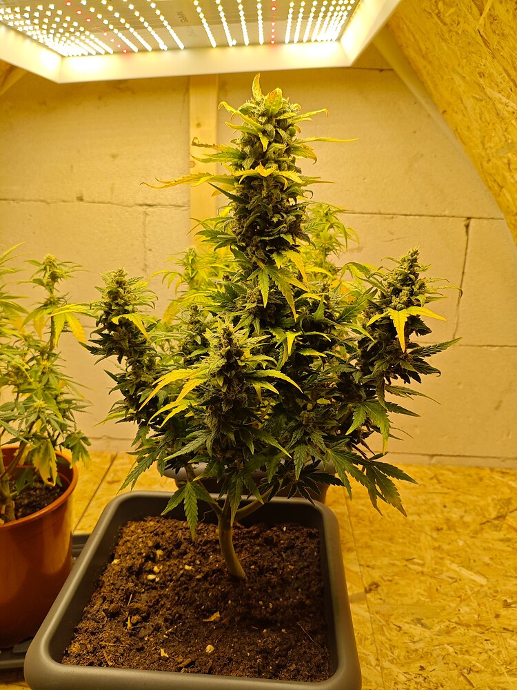 1x Amnesia Haze Auto 1x gorilla auto und 1x auto ak49 im mini Zelt - Speedrun with Autos
