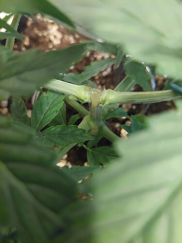 Growreport Bild 6