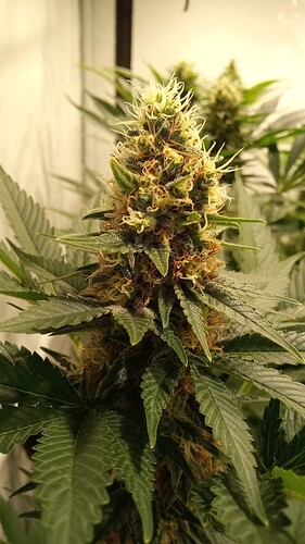 Growreport Bild 23