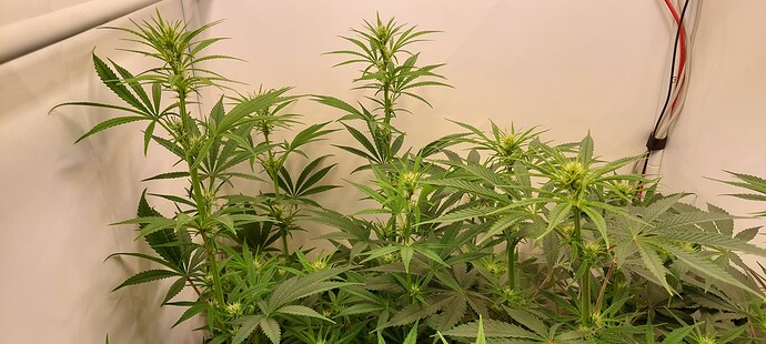 Growreport Bild 4