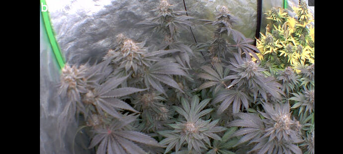 Growreport Bild 52
