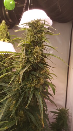 Growreport Bild 6