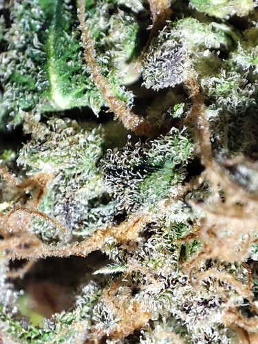 Growreport Bild 1