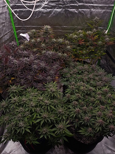 Growreport Bild 20
