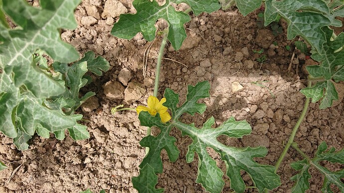 Growreport Bild 52
