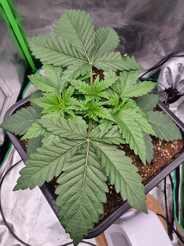 Growreport Bild 10