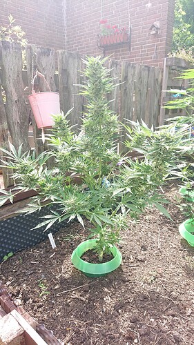 Growreport Bild 80
