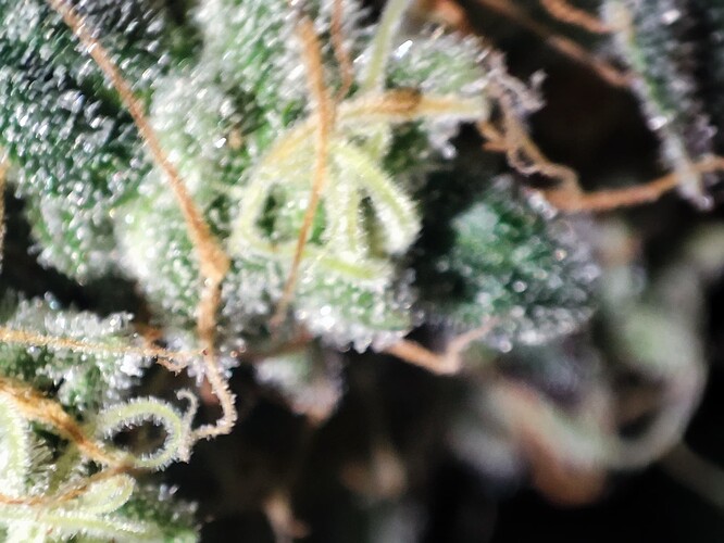 Growreport Bild 46
