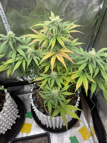 Growreport Bild 8