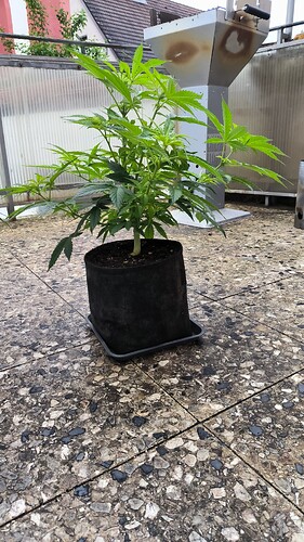 Growreport Bild 8
