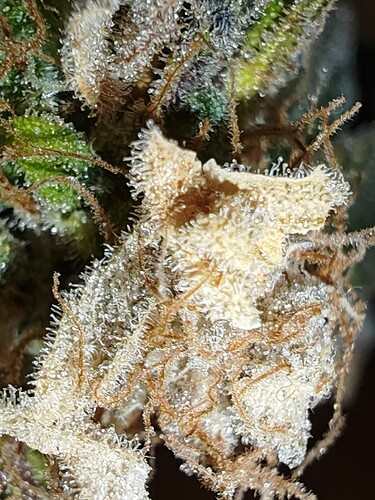 Growreport Bild 28