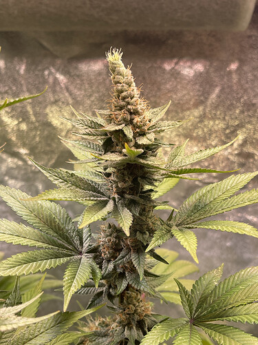 Growreport Bild 14