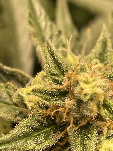 Growreport Bild 9