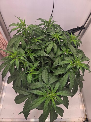 Growreport Bild 7