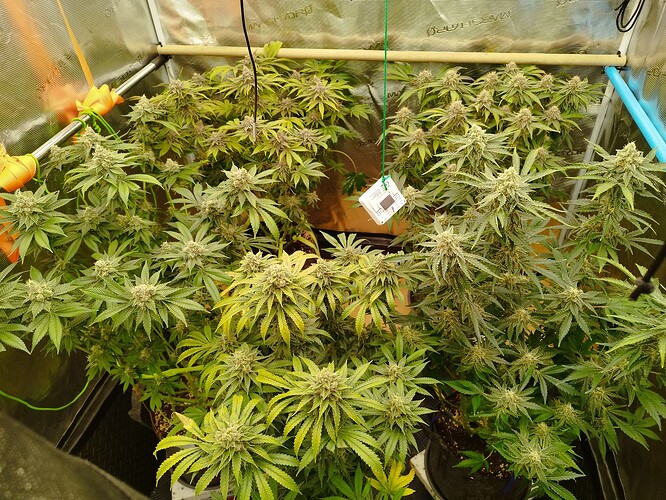 Growreport Bild 2