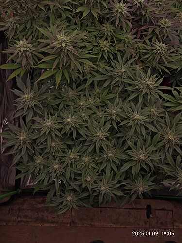 Growreport Bild 12