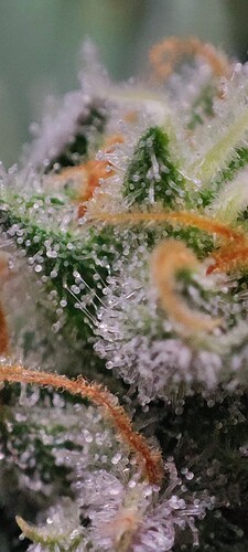 Growreport Bild 14