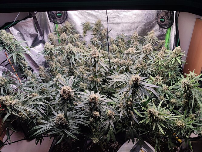 Growreport Bild 22