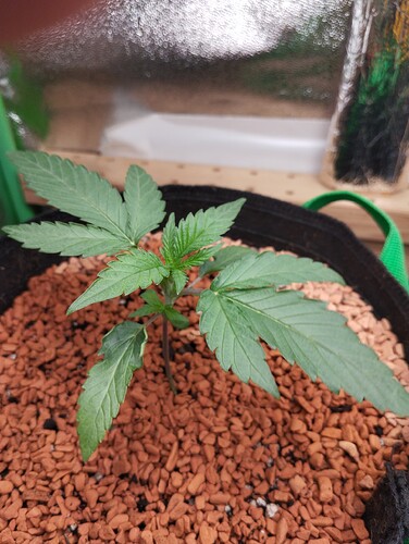 Growreport Bild 3
