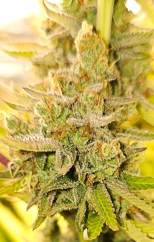 Growreport Bild 10