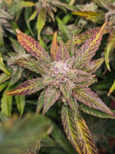 MVIMG_20251121_194824