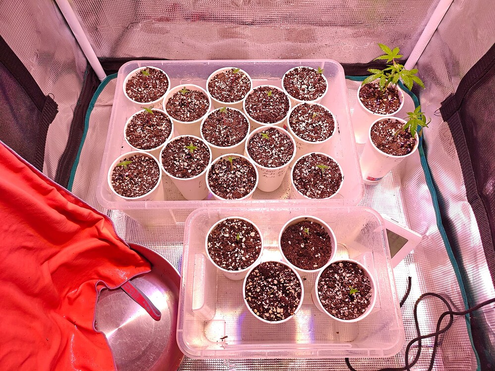 SYOAHs WinterGrow II 2025 - 'Selektion' 🫦