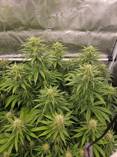 Growreport Bild 17