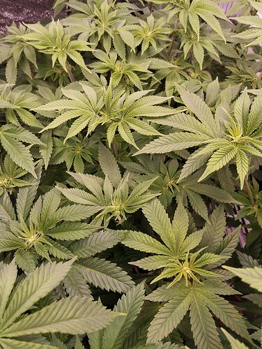 IMG_20250117_205703 - Kopie