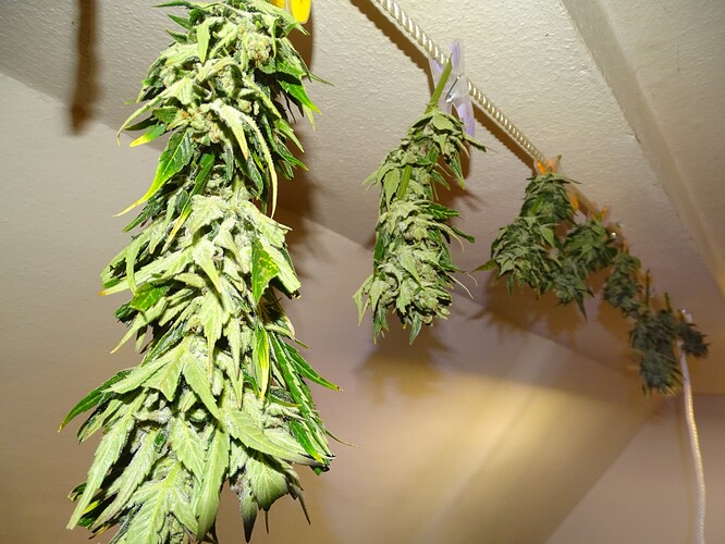 Growreport Bild 36